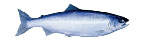 Alaska Sockey Salmon
