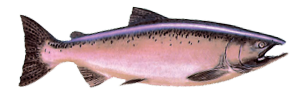 Alaska King Salmon