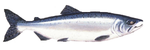 Alaska Piink Salmon