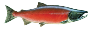 Alaska Sockey Salmon